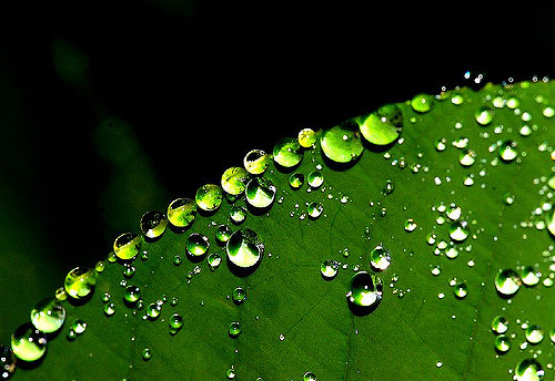 body_leaf_water_droplets